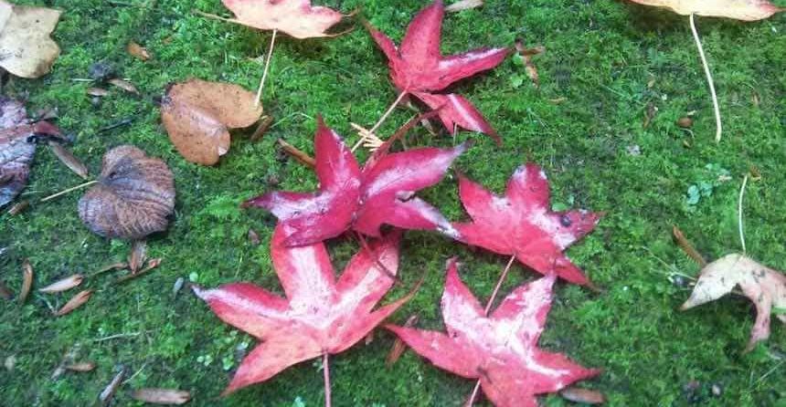 Por qué las hojas de los árboles cambian de color en otoño?