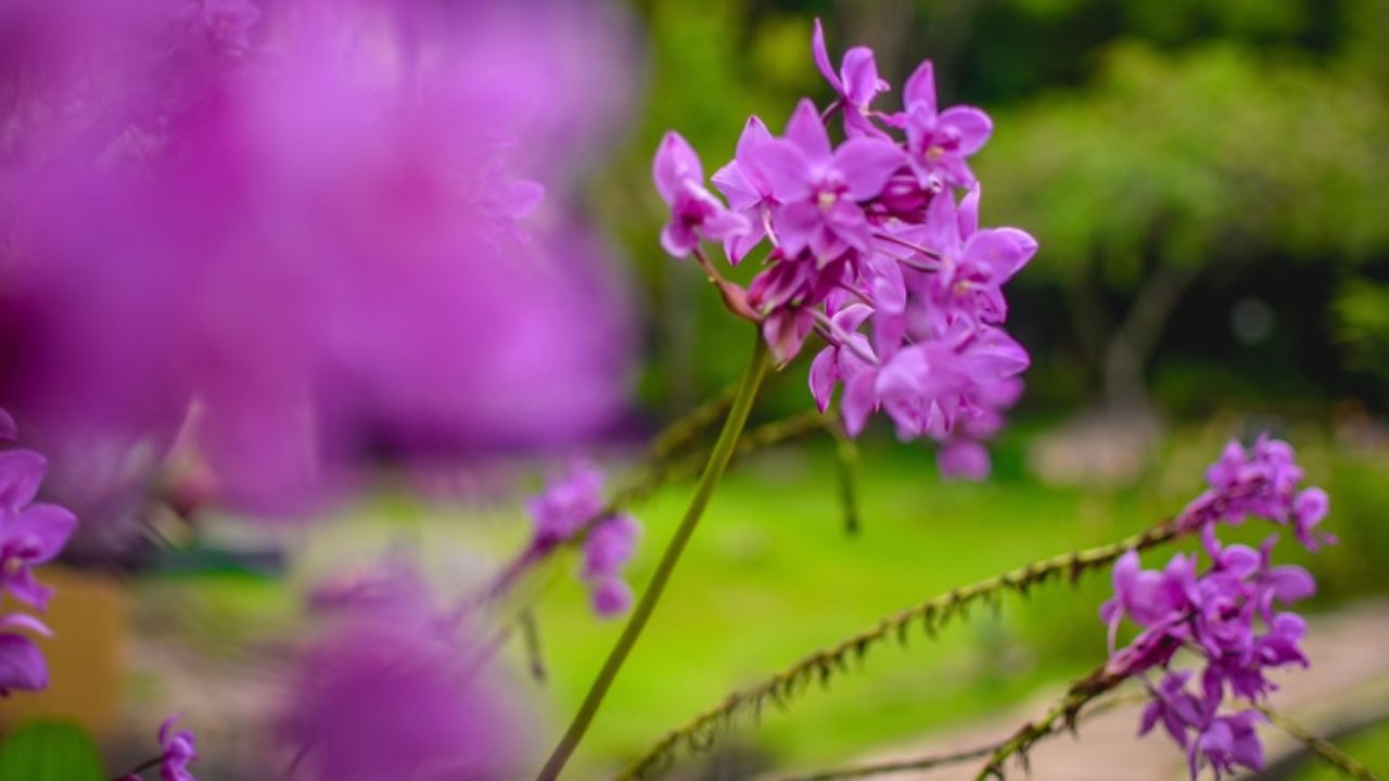 5 Orquídeas silvestres que podemos encontrar en el País Vasco - Jardineria  Loiu