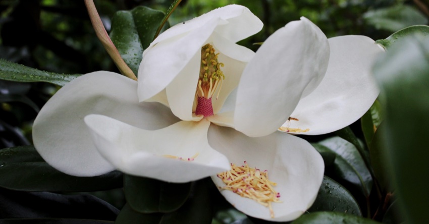 Magnolia grandiflora: cuidados y curiosidades de este árbol - Jardineria  Loiu
