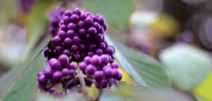 Callicarpa bodinieri arbusto otonal