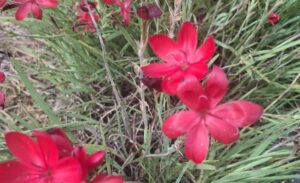 jardin botanico real en edimburgo (1)