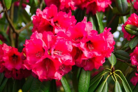 redondero rojo flor bandera de nepal