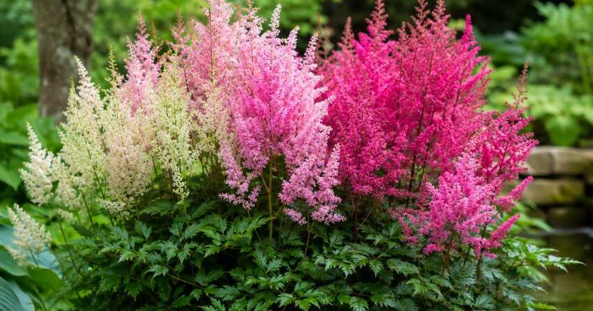 astilbe planta de sombra