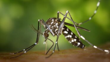 expansion mosquito tigre y como prevenir