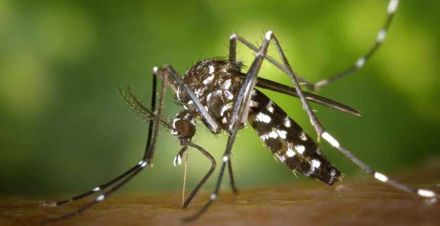 expansion mosquito tigre y como prevenir