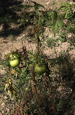 tomatera con fusiarium